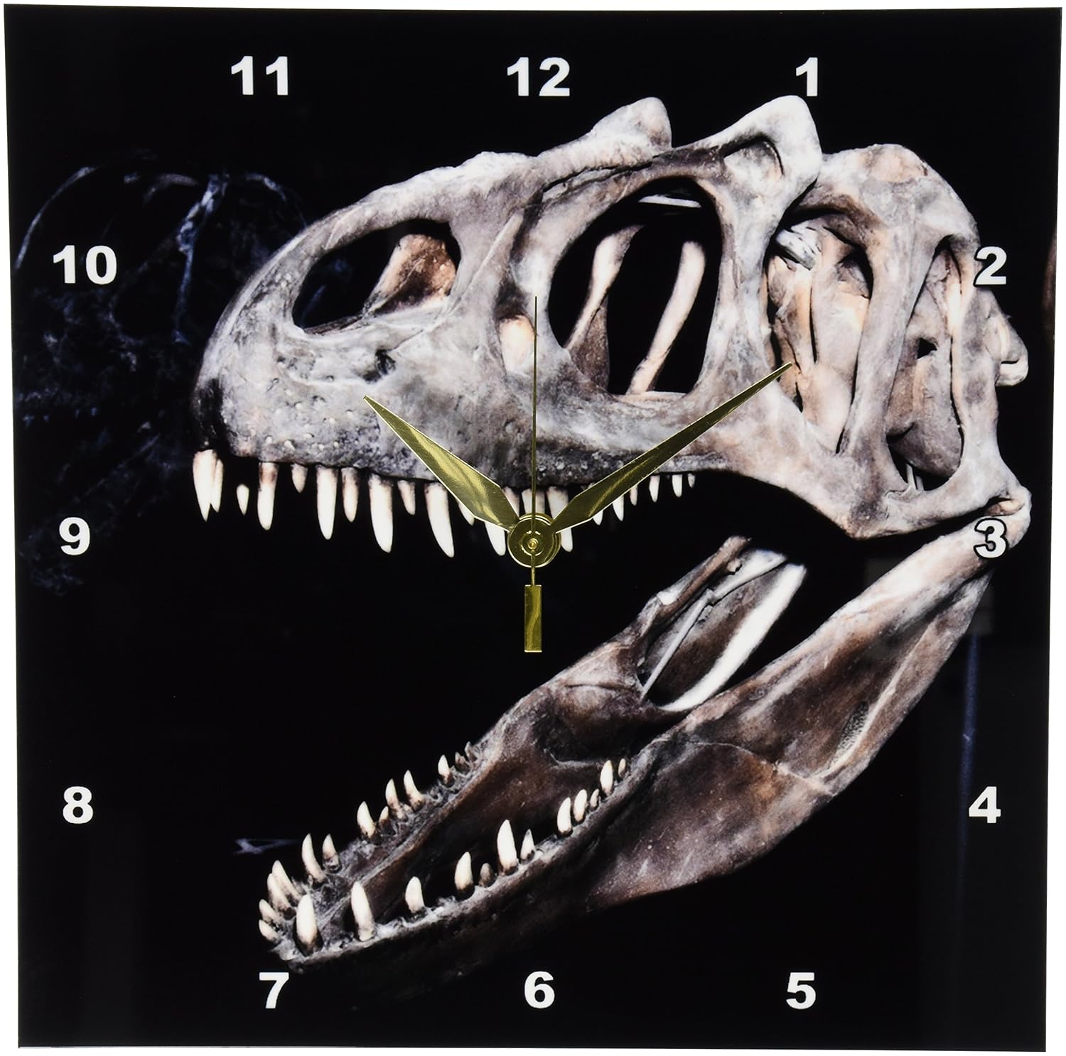 dpp _ 16723 kike calvo 化石和恐龙照片 – 恐龙嘴巴, head and 牙齿